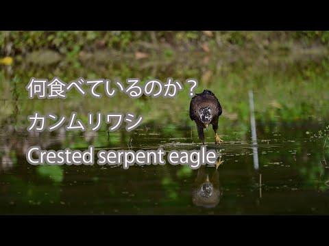 【何食べているのか？】カンムリワシ Crested serpent eagle