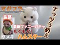 首フリフリ～【もぐもぐハムスター(エール)】が超カワイイ!