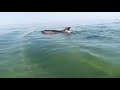 Акула или дельфин в 5 метрах, чёрное море,1.08.21г.