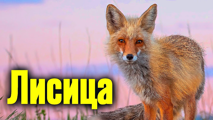 Лисица Хитрый рыжий зверь