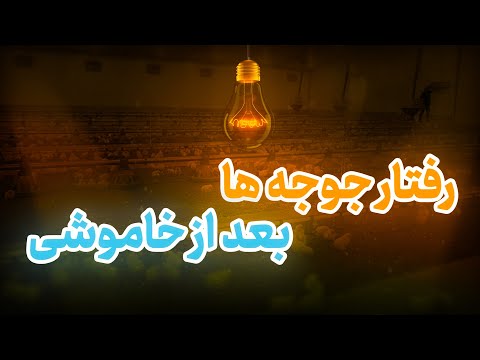 رفتار جوجه های گوشتی بعد از برنامه خاموشی