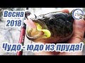 Весна 2018. Чудо - юдо из пруда! Ловля крупного ротана.