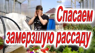 Реанимируем рассаду и растения после заморозков - 5 эффективных способов