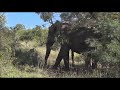 Safari Live : The Injured Bull Elephant ( Viewer Discretion is Advised )  March 25, 2018