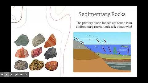 Fossils and Geologic Time