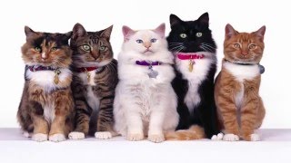 Las 10 Mejores Razas de Gatos del mundo