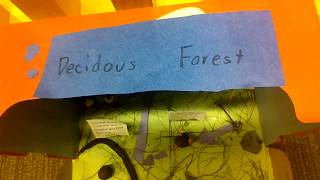 Deciduous Forest Food Chain