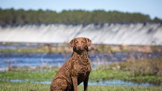 How to Train Your Chesapeake Bay Retriever: Obedience Training Tips