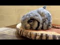 Baby owls sleep face down because their necks are too weak to support their heads