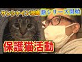 【保護猫活動】サンシャイン池崎！遂に新シリーズ開幕