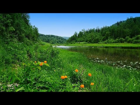 Video: Los Ecologistas Hacen Sonar La Alarma: El Hogweed Ha Llegado Al Ártico