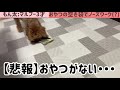 【ゼロ円おもちゃ】おやつの空き袋で遊ぶ犬