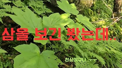 I saw some ginseng on a hike in the deep mountains of Gosan..*It's ginseng..#Looking for a thousa...