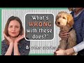 What&#39;s &#39;WRONG&#39; with GOLDENDOODLES / GROODLES / DOODLE DOGS… (&amp; other Stories)