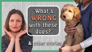 What&#39;s &#39;WRONG&#39; with GOLDENDOODLES / GROODLES / DOODLE DOGS… (&amp; other Stories)
