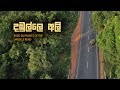    sri lanka road elephants in dabulle area  drone cinemotoraphy