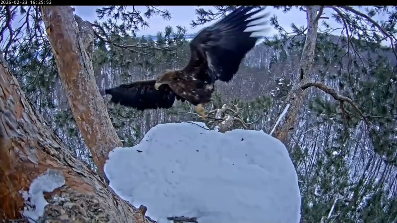 23.02.2025 Камычи. Дама с кольцами вернулась. 