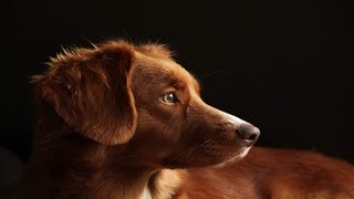 San Antonio ranked No. 4 for least expensive city for adopting a dog