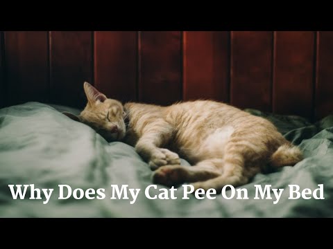 Why Does My Cat Pee On My Bed