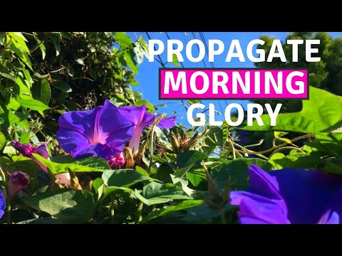 Βίντεο: Προβλήματα Morning Glory - Κοινές ασθένειες του Morning Glory Vines