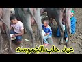 حلبنا 🥛الجموسه🐃 انا وعيد بدل ماما