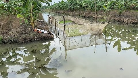 Thả 23.000 Con Ốc Vào Vèo Ương Trước Khi Thả Ra Ao rộng Hàng Ngàn Mét Vuông ở Phụng Hiệp Hậu Giang