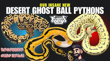 All of our INSANE new DESERT GHOST Ball Pythons