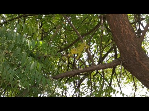 camera iphone 8 plus apk रंग बदलने वाला गिरगीट