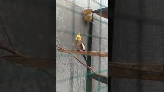 Download Lagu aviary burung pemakan biji-bijian MP3