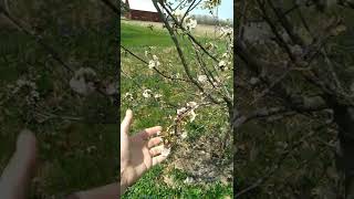 Pollinators on the cherry tree Cherry Tree Pollination How To Improve It Easily