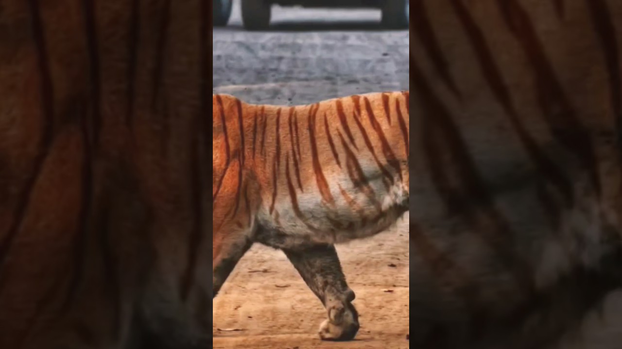 The Wild Heart of Assam's Biodiversity