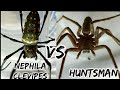 Nephilim clevipes /hari vs Huntsman battle of the giants/spider fight