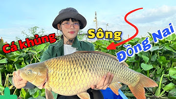 Đụng Cá Khủng Sông Đồng Nai Sau 2 Ngày Chinh Phục | 2 days of fishing big fish in Dong Nai river