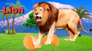 Learn Animals. Names and Sounds. Study animals Video for Children
