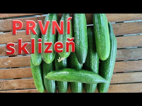 OKURKY první sklizeň,