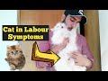 Top 8 Signs Your Cat in labour | Cat Pre Labour Symptoms | Pregnant Cat giving birth to kittens