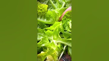 Cara mudah memotong batang tanaman d3ngan gunting tajam #shorts