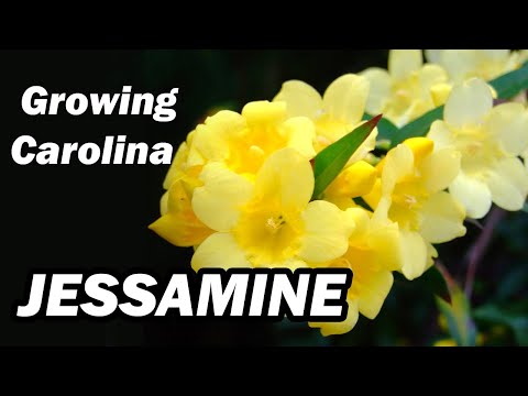 Vídeo: Como é o jessamine amarelo?