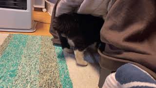 無理やりコタツに入ってくる猫