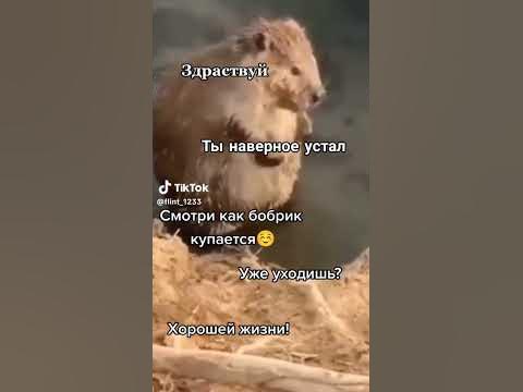 бобрик - YouTube