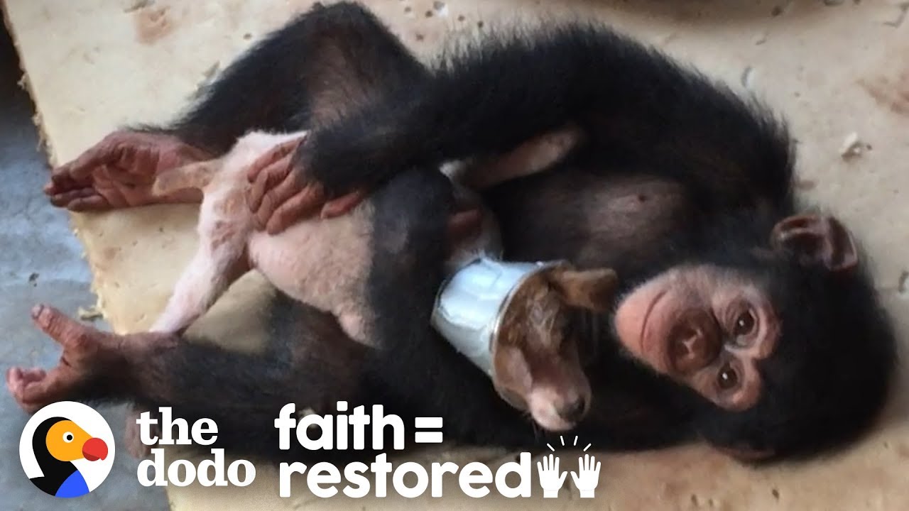 ⁣Sick Street Puppy Recovers with Help from Chimpanzees | The Dodo Faith = Restored