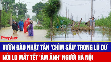 Vườn đào Nhật Tân 