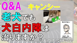 Q&A  キャンシー老犬でも犬白内障は治りますか？