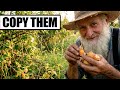 This Amish Super Fruit Is WAY Better Than Blueberries And No One Grows It Anymore!