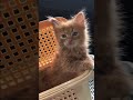 Засекли нас Засекли нас