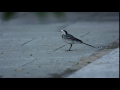 White wagtail طائر أبو الفصاد