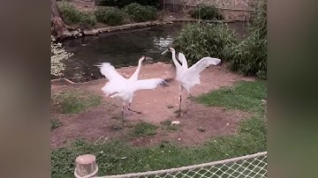 WATCH: San Antonio Zoo animals react to solar eclipse