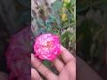 #flowers #short #viral  Kalpana nursery flower plant