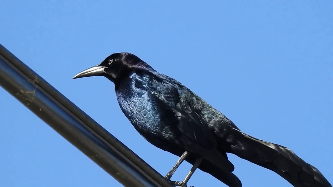 Boat-tailed Grackle male with pale iris at Venice Marina 