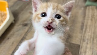 おやつをあげると豹変する食いしん坊な子猫　生後31日【ミドくん日記#23】If you give a kitten a mousse.It became a cute mouth.